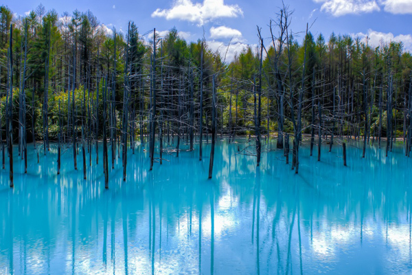 Леса затонувшие в воде