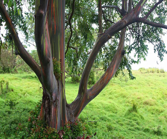 Эвкалиптовое дерево в Каилуа