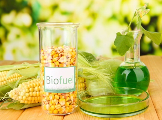 биотопливо из растений
