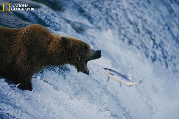 фотография медведя National Geographic